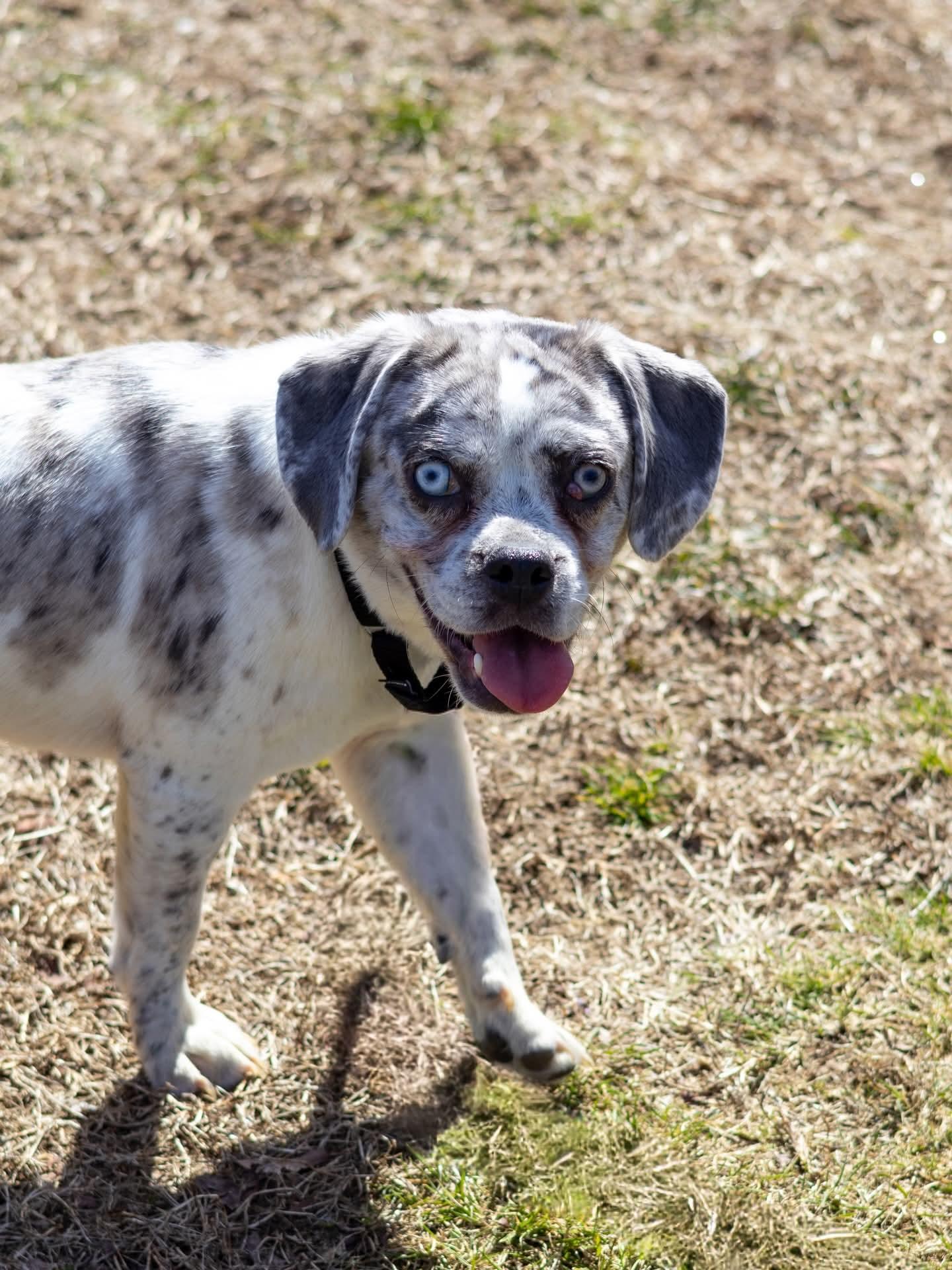 Enlarge Kiro, a Adoptable mixed breed in Terryville, CT image 5/6