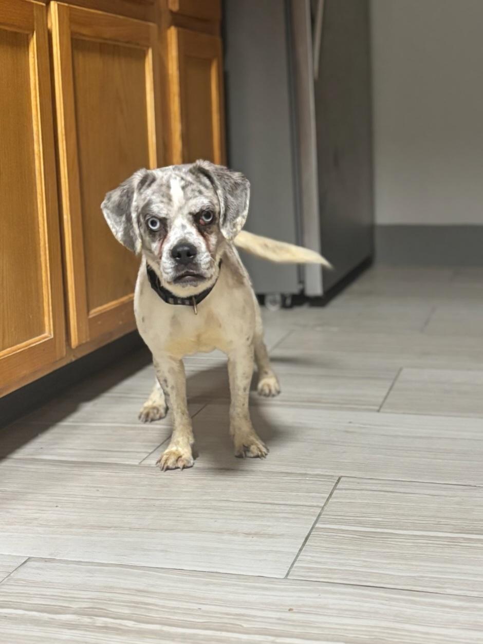 Enlarge Kiro, a Adoptable mixed breed in Terryville, CT image 6/6