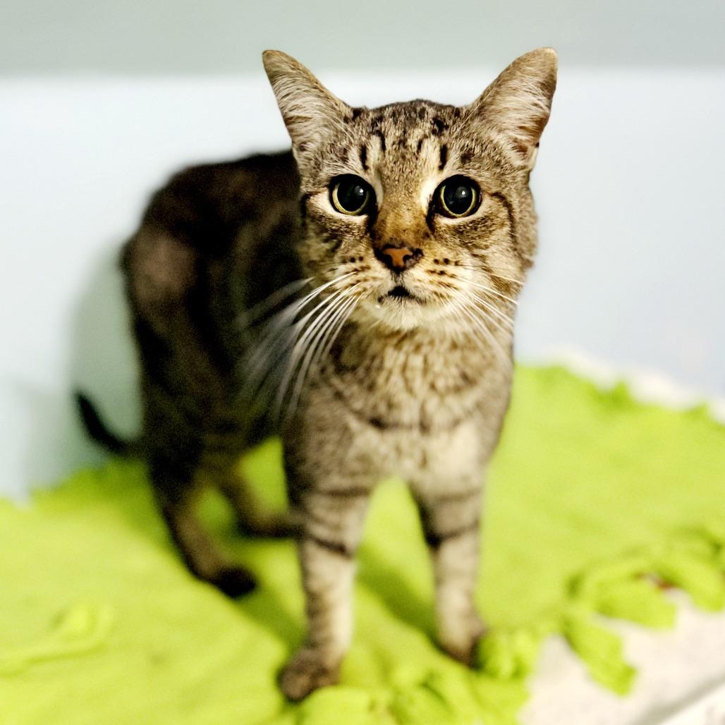 Rose, Adoptable, Adult Female Domestic Short Hair.