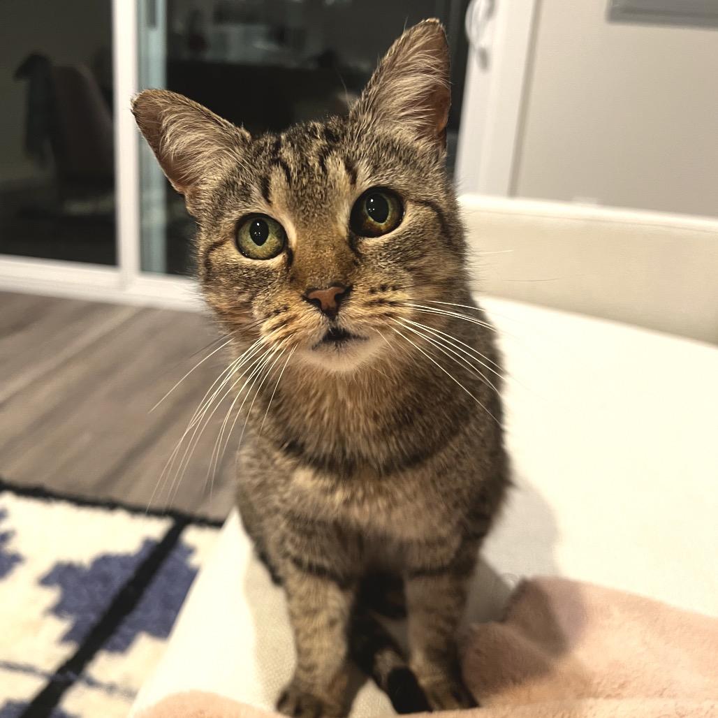 Enlarge Rose, a Adoptable Domestic Short Hair in Brownsboro, AL image 2/2