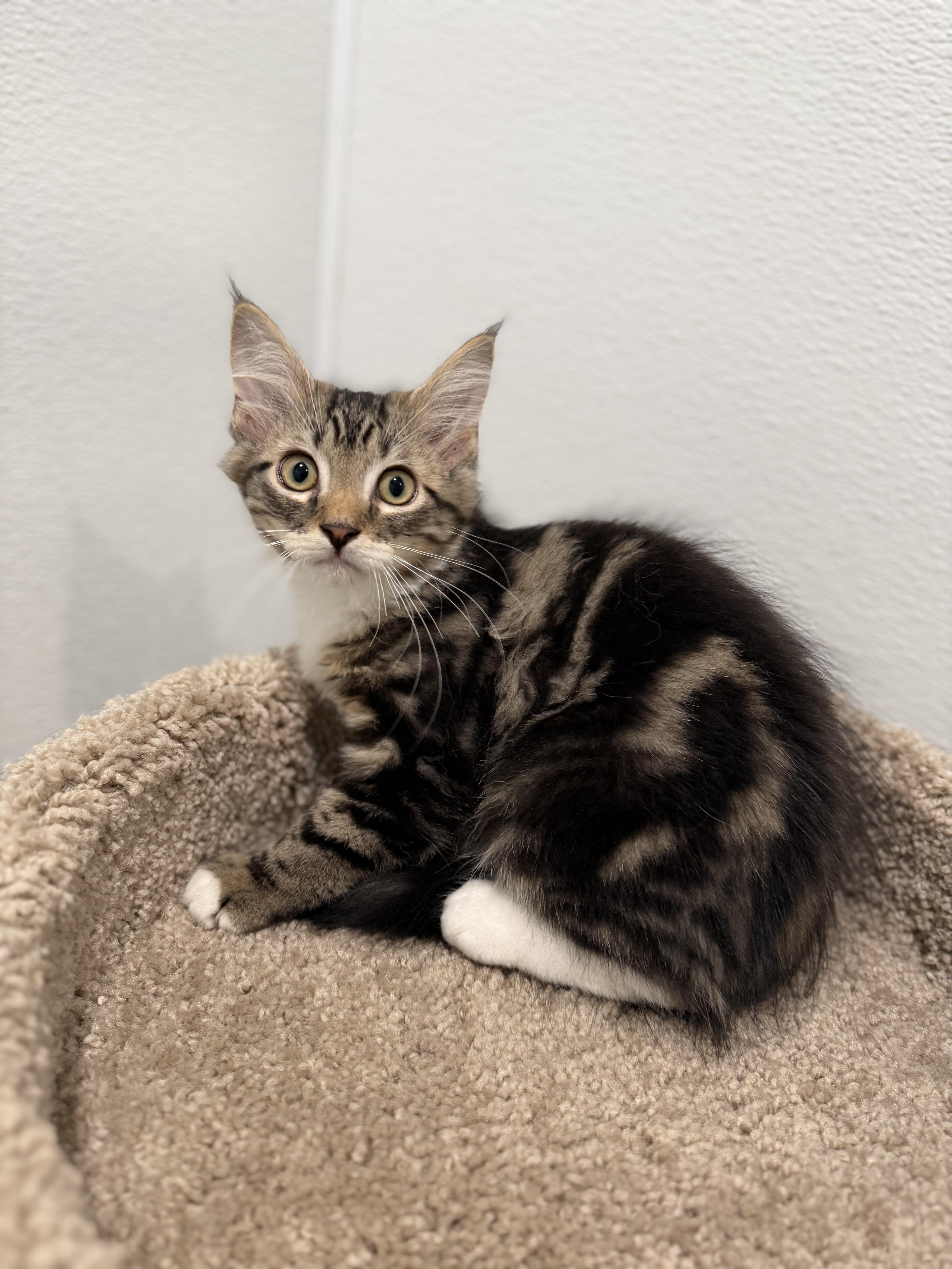 Flounder, an adopted Domestic Long Hair in Medford, NJ image 3/5