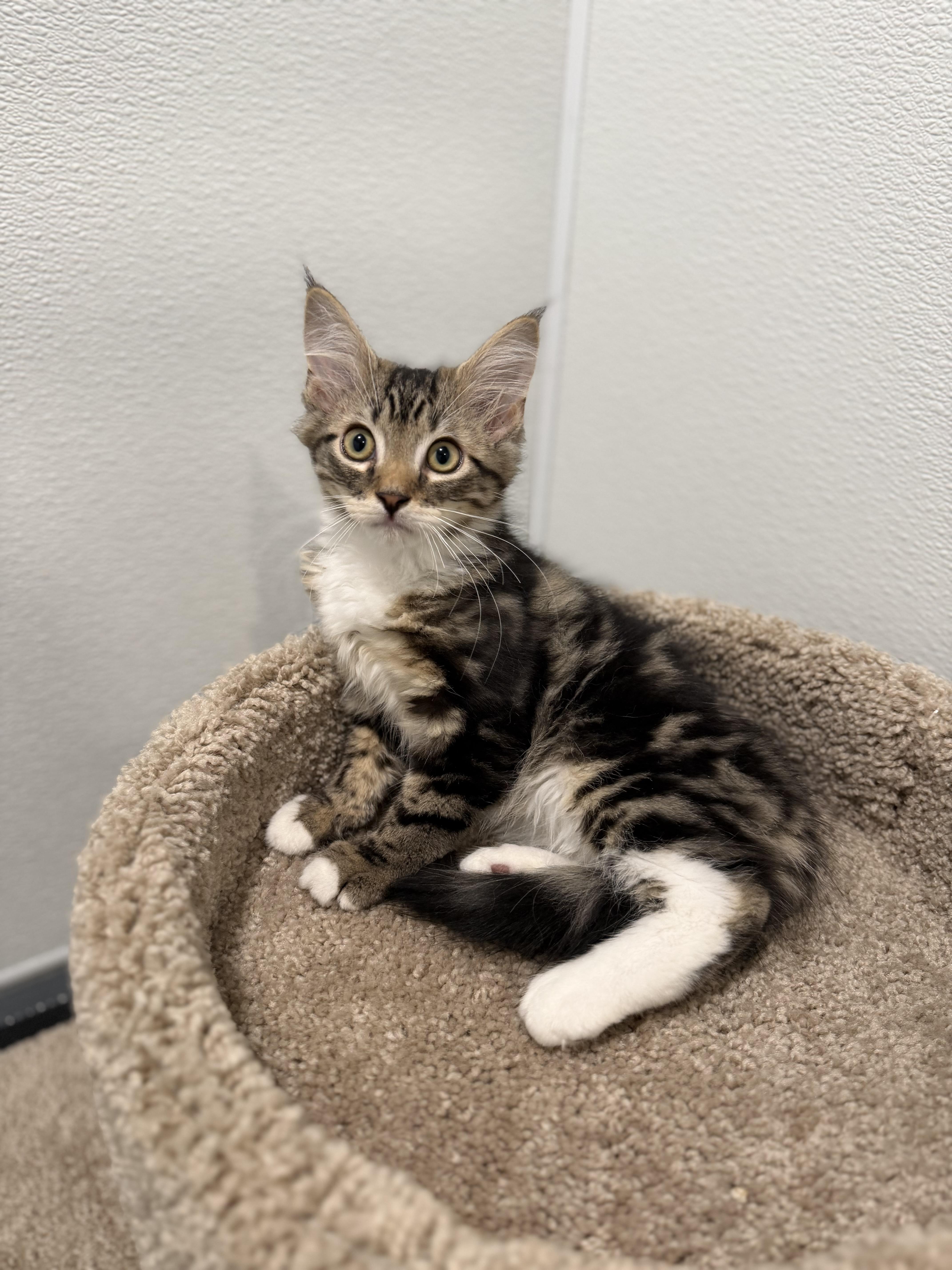 Flounder, an adopted Domestic Long Hair in Medford, NJ image 5/5