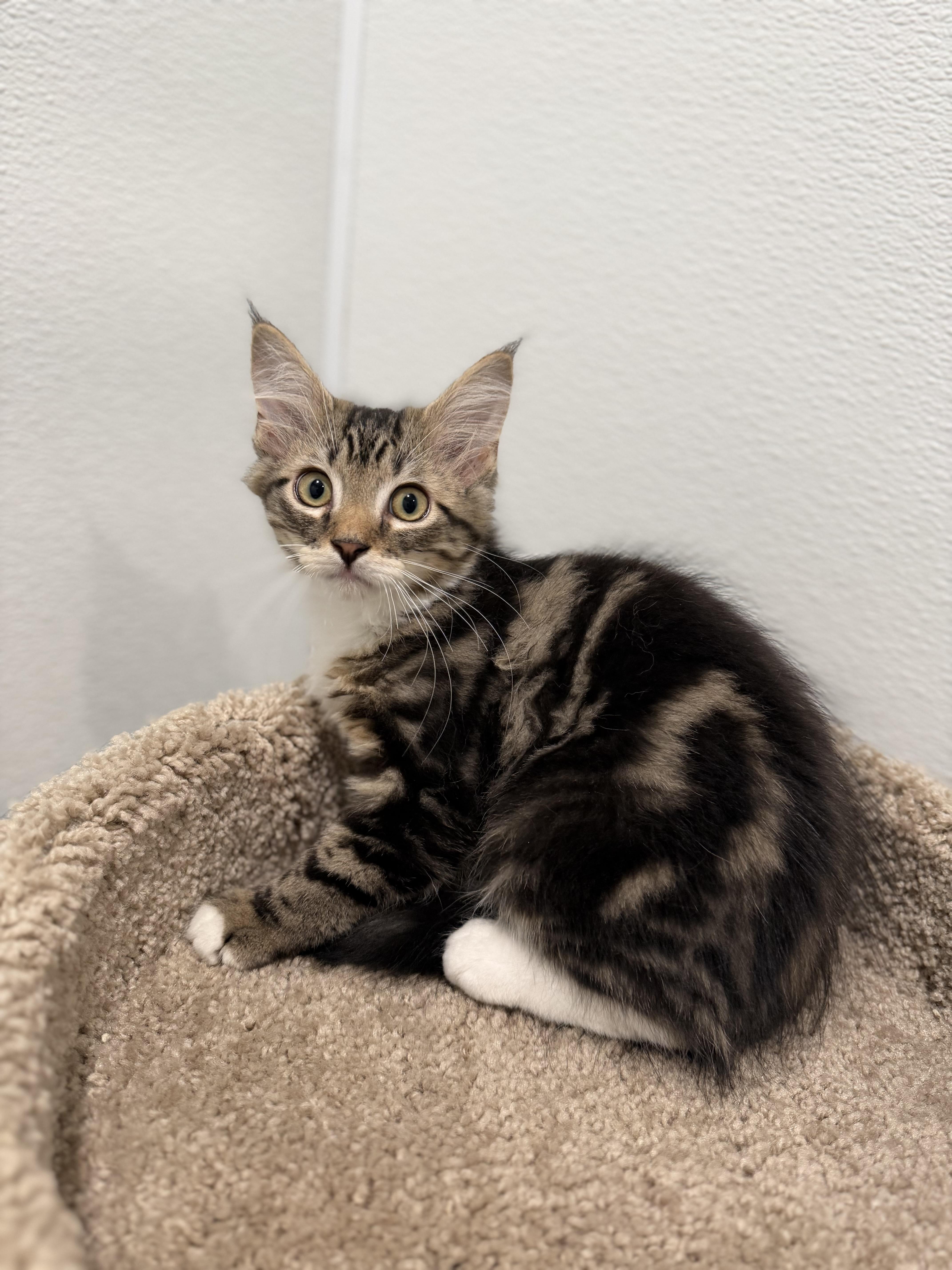 Flounder, adopted, Young Male Domestic Long Hair.