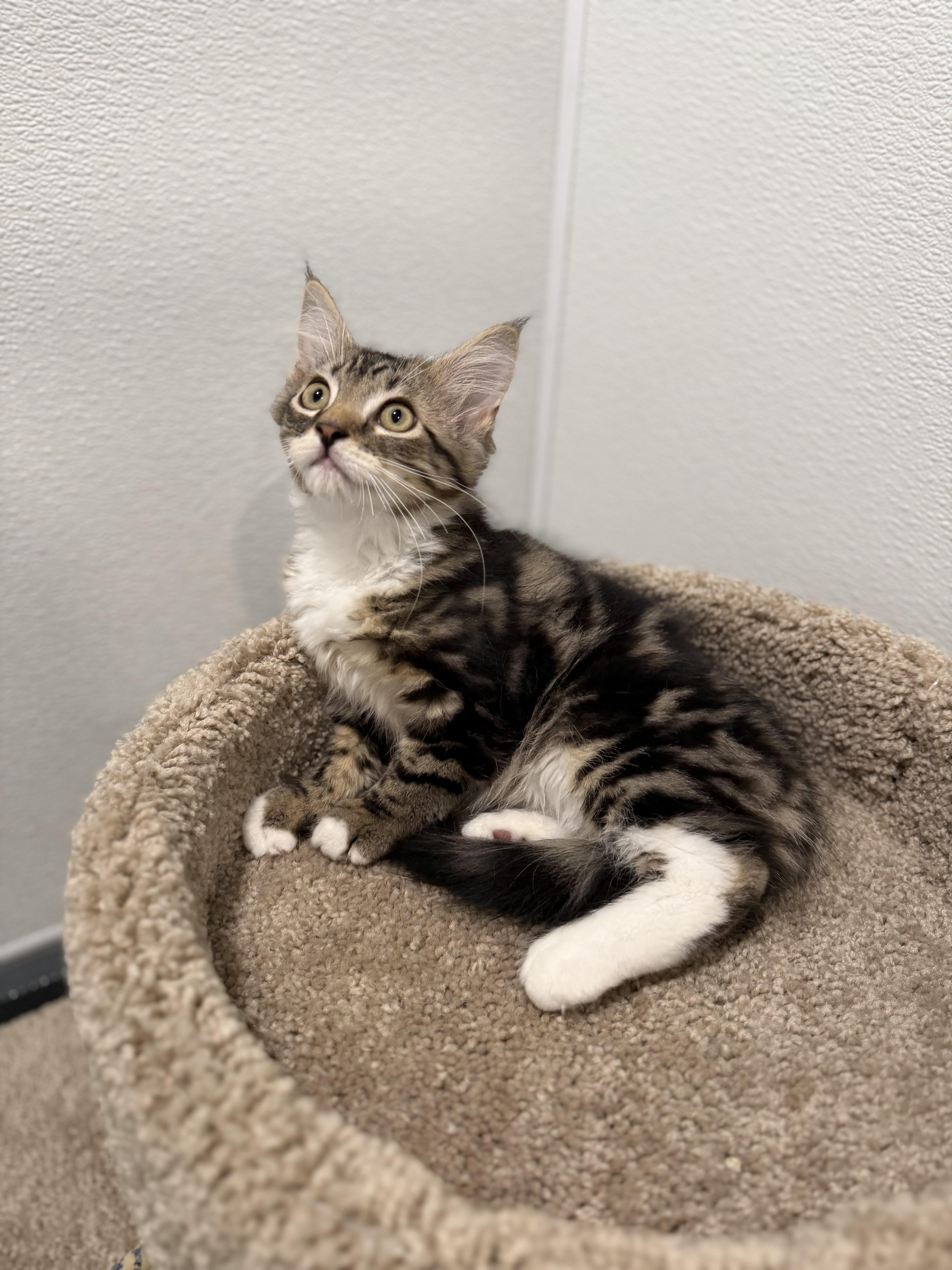 Flounder, an adopted Domestic Long Hair in Medford, NJ image 4/5