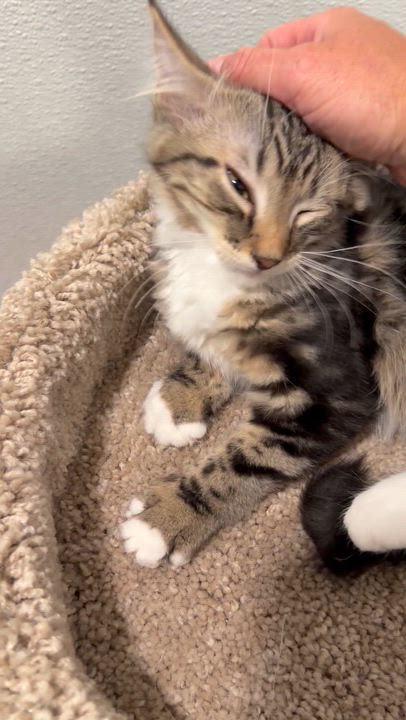 Enlarge Flounder, an adopted Domestic Long Hair in Medford, NJ video 2/5