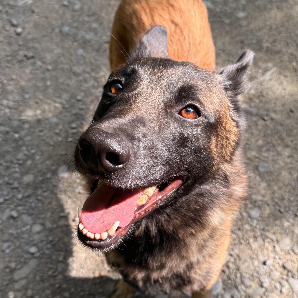 Ronin, Adoptable, Adult Male Belgian Shepherd / Malinois.