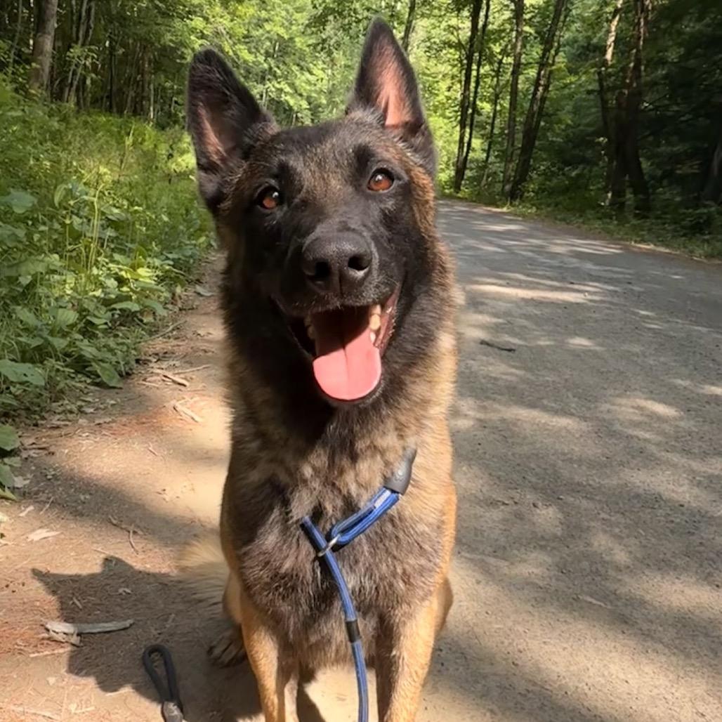 Enlarge Ronin, a Adoptable Belgian Shepherd / Malinois in Milford, NY image 2/4