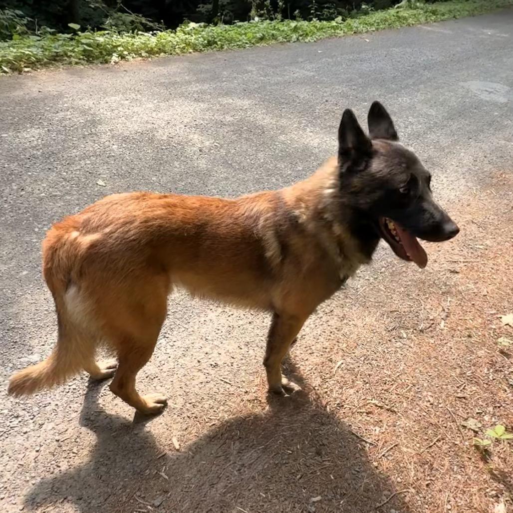 Enlarge Ronin, a Adoptable Belgian Shepherd / Malinois in Milford, NY image 3/4