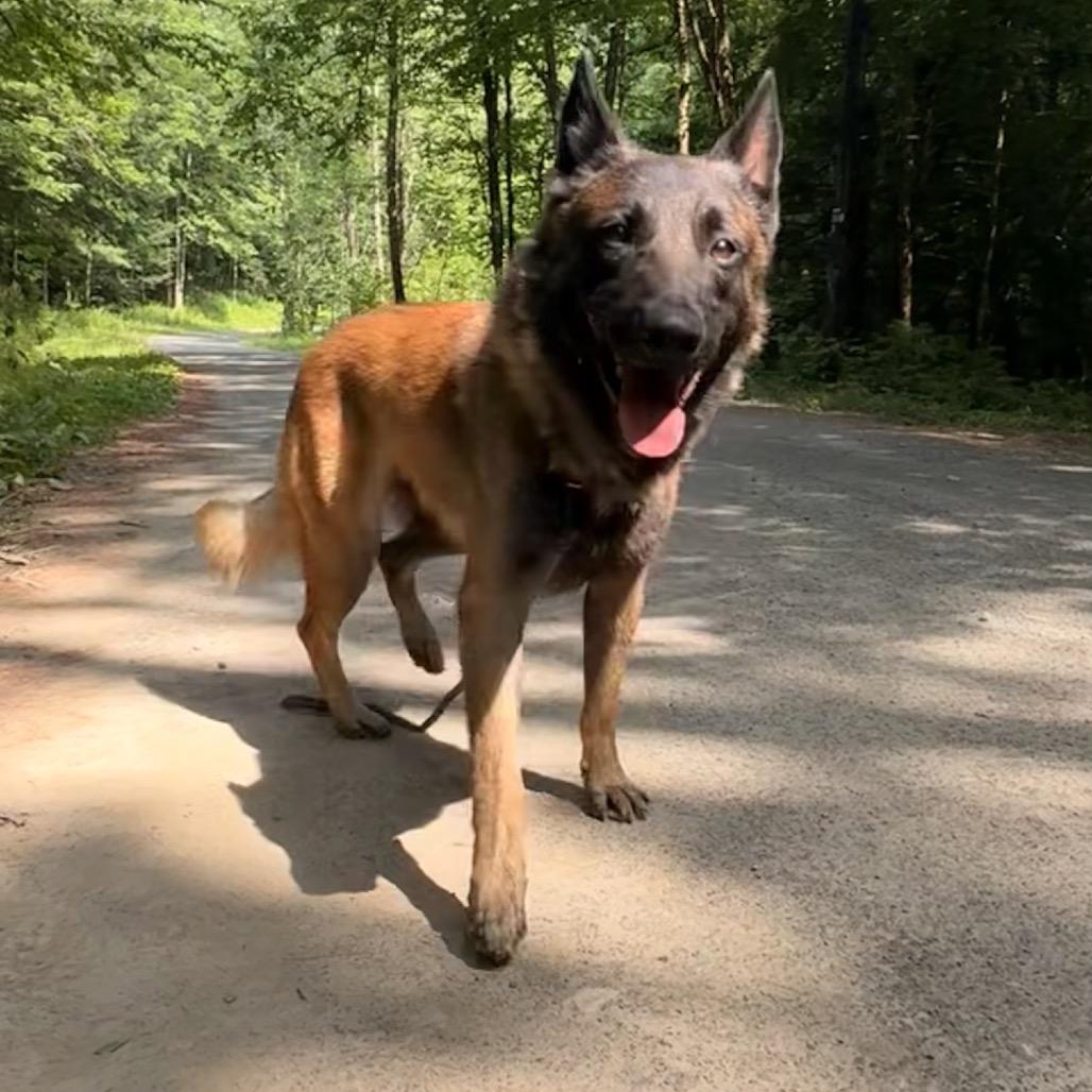 Enlarge Ronin, a Adoptable Belgian Shepherd / Malinois in Milford, NY image 4/4