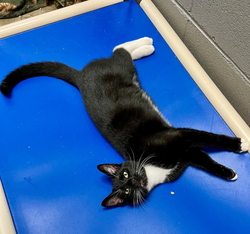 Batman, Adoptable, Young Male Domestic Short Hair.