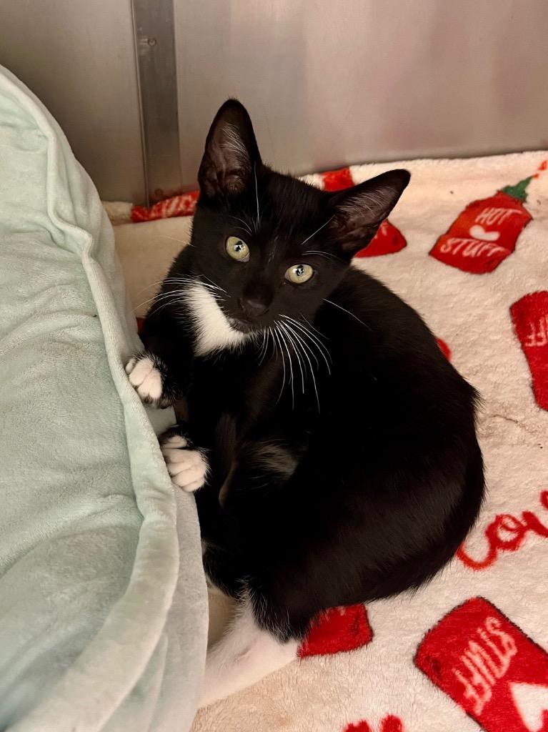 Enlarge Batman, a Adoptable mixed breed in Clinton, SC image 3/6