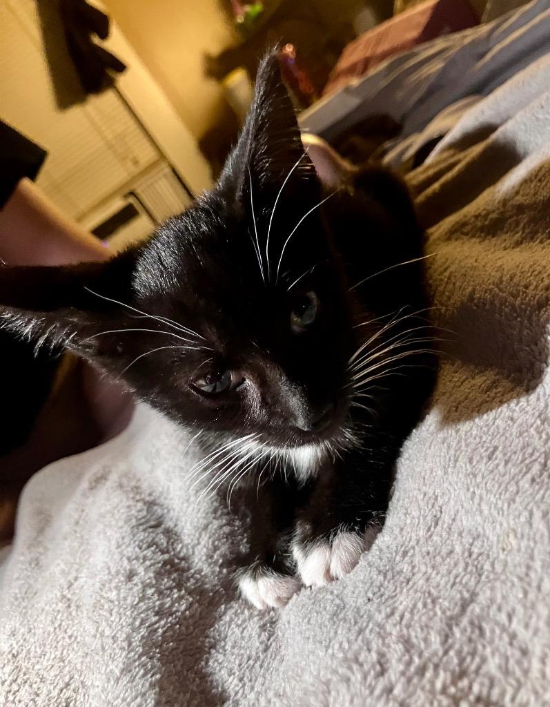 Batman, Adoptable, Young Male Domestic Short Hair.