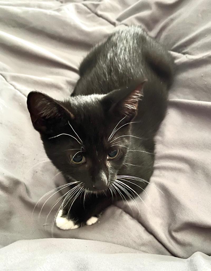 Enlarge Batman, a Adoptable mixed breed in Clinton, SC image 2/6