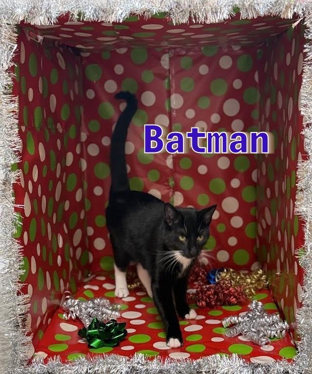 Enlarge Batman, a Adoptable mixed breed in Clinton, SC image 1/6