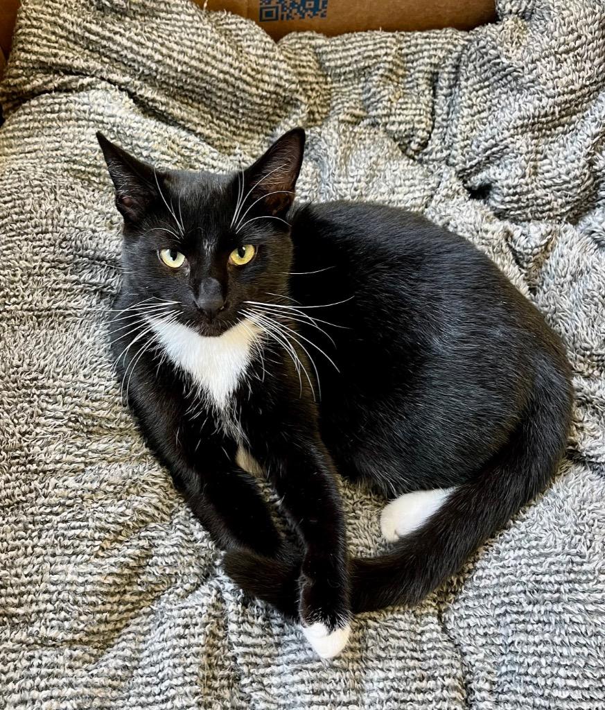 Enlarge Batman, a Adoptable mixed breed in Clinton, SC image 2/6