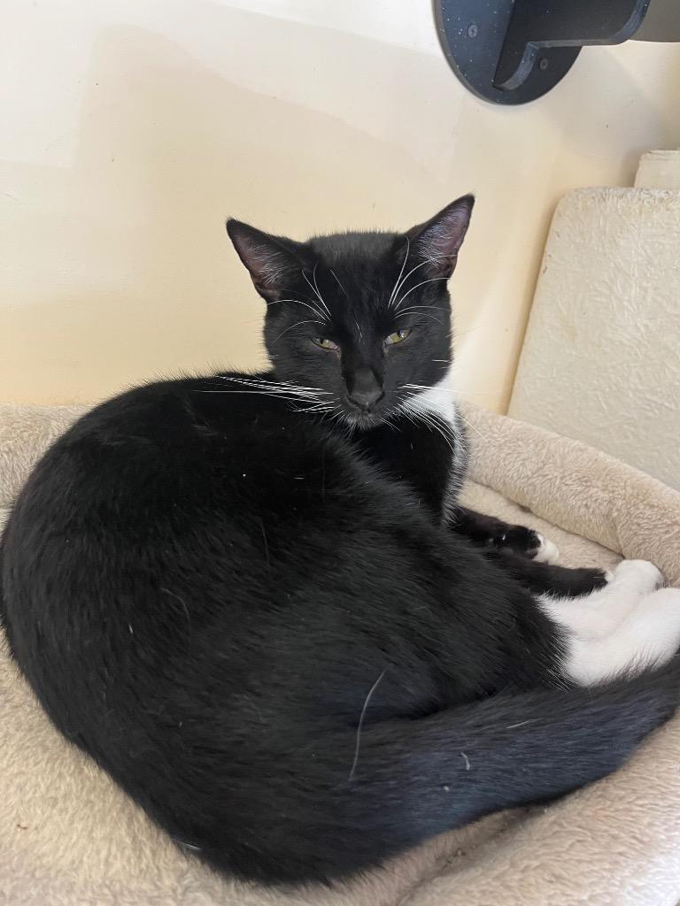 Enlarge Batman, a Adoptable mixed breed in Clinton, SC image 4/6