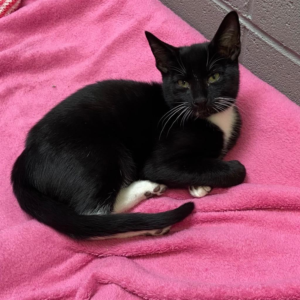 Enlarge Batman, a Adoptable mixed breed in Clinton, SC image 5/6