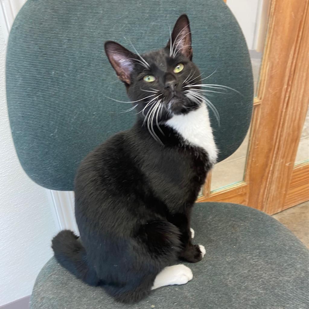 Enlarge Batman, a Adoptable mixed breed in Clinton, SC image 6/6