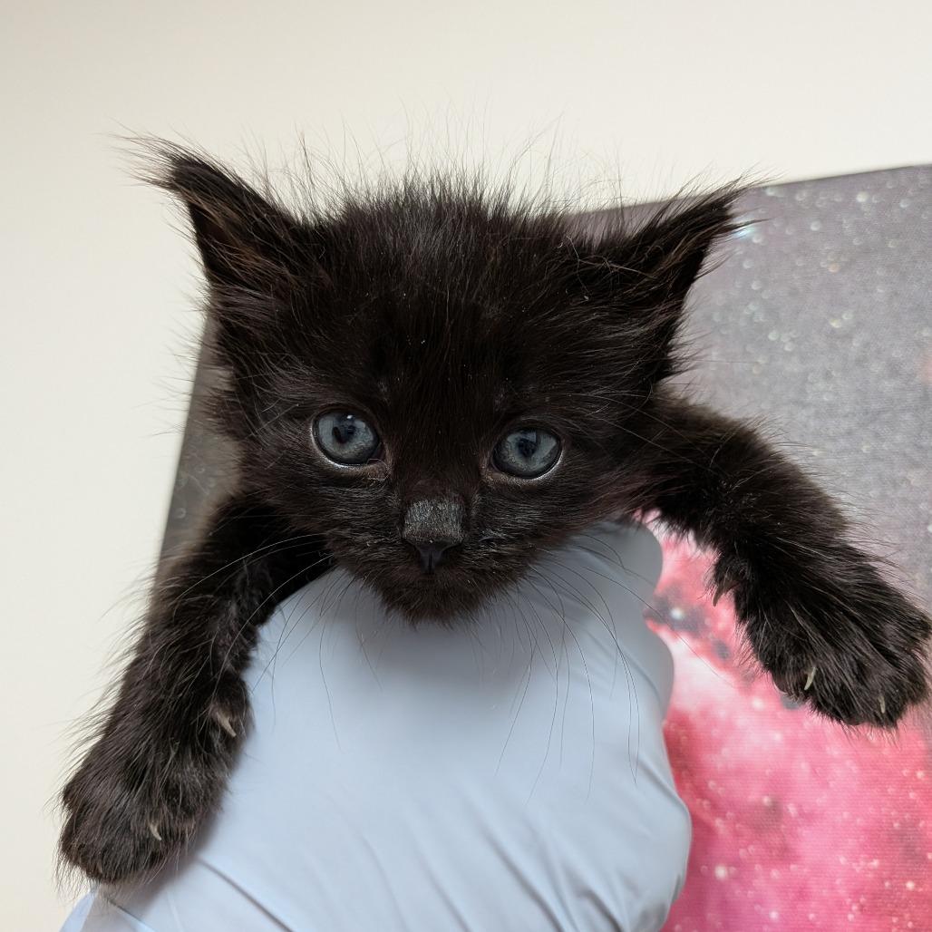Tanjiro, Adoptable, Young Male Domestic Medium Hair.
