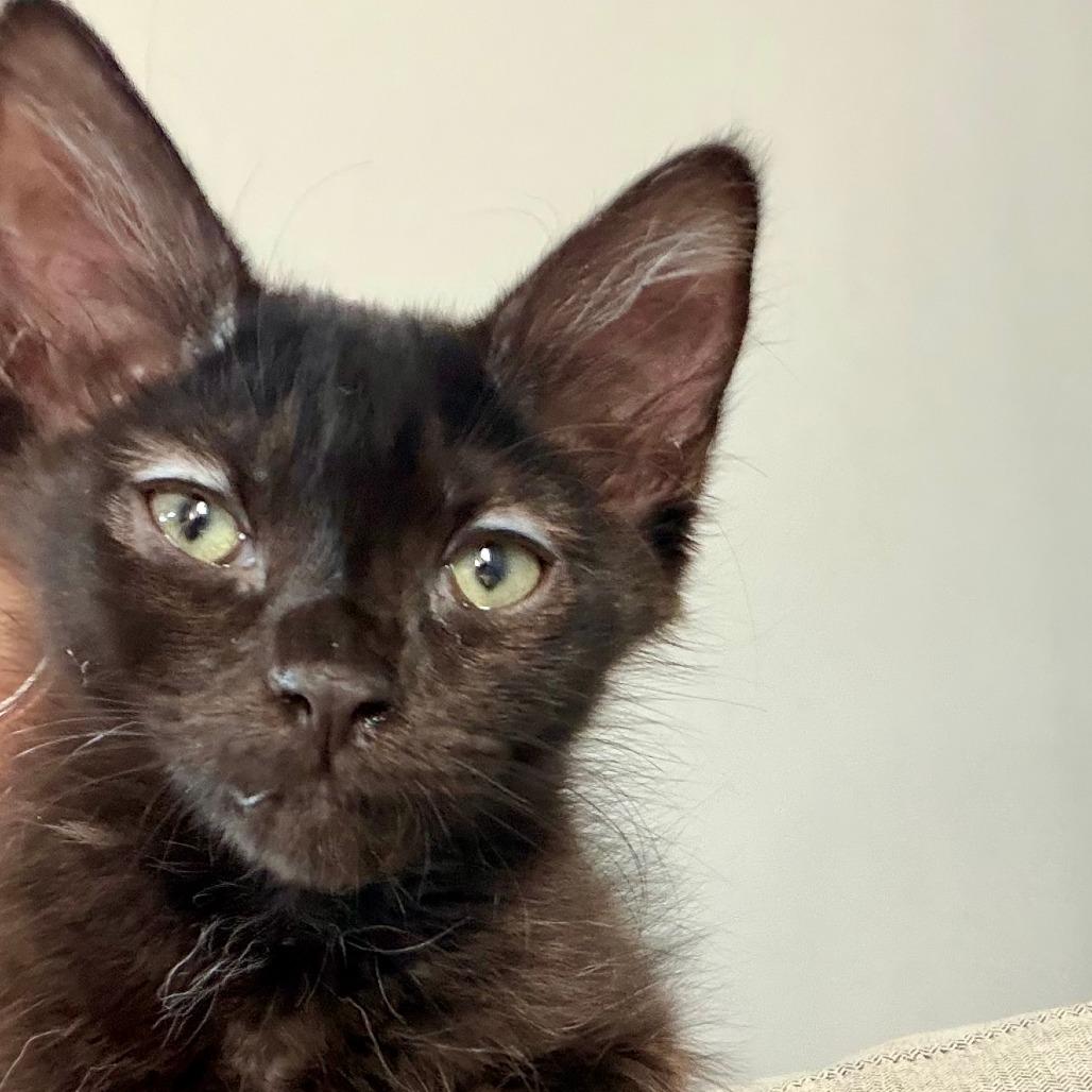 Enlarge Tanjiro, a Adoptable Domestic Medium Hair in Long Beach, CA image 2/2