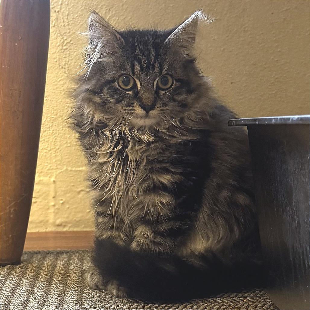 Bambi, Adoptable, Kitten Female Domestic Long Hair.