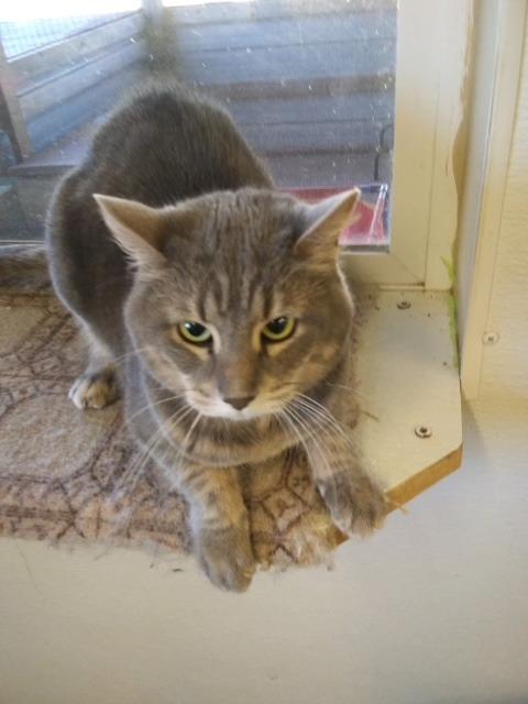 Enlarge Dusty, a Adoptable mixed breed in Hot Springs, SD image 1/1