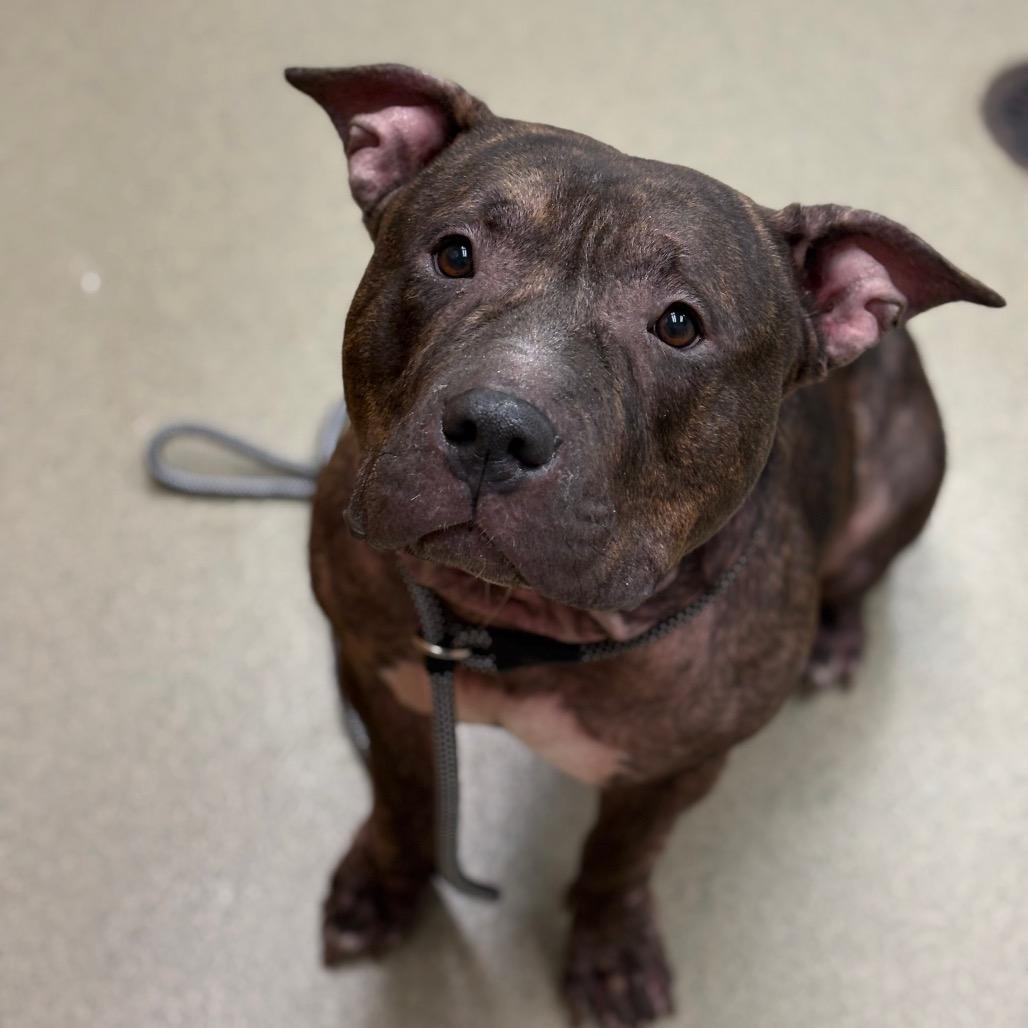 Pretty - IN FOSTER, Adoptable, Adult Female Pit Bull Terrier.