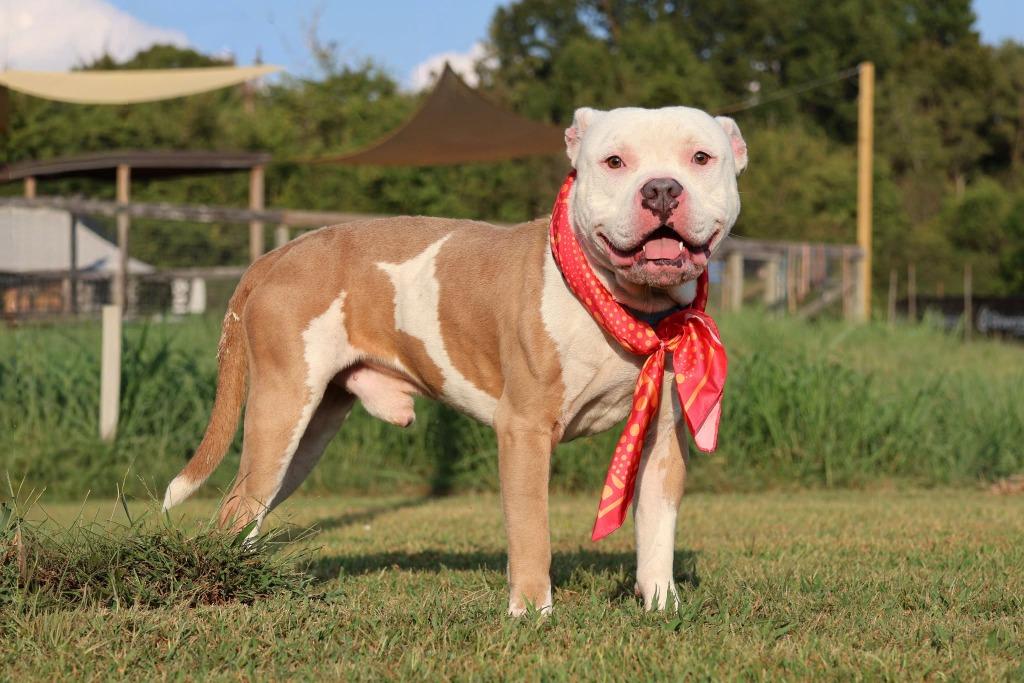 Blaze, Adoptable, Young Male Mixed Breed.