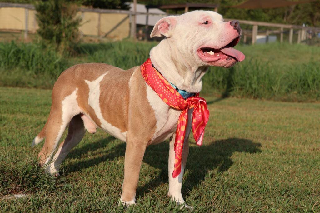 Enlarge Blaze, a Adoptable mixed breed in Columbia, TN image 2/4