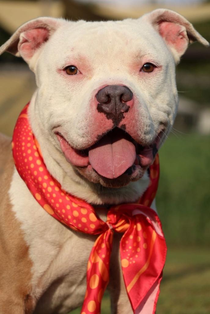 Enlarge Blaze, a Adoptable mixed breed in Columbia, TN image 3/4