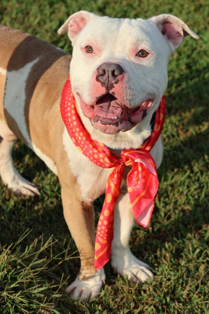 Enlarge Blaze, a Adoptable mixed breed in Columbia, TN image 4/4
