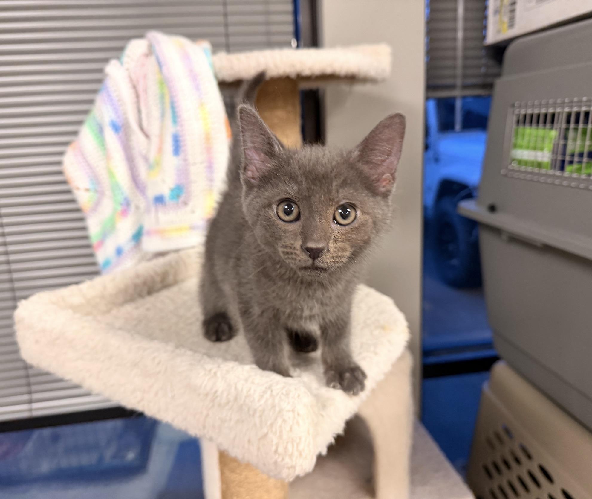 Piglet, adopted, Kitten Male Domestic Short Hair.