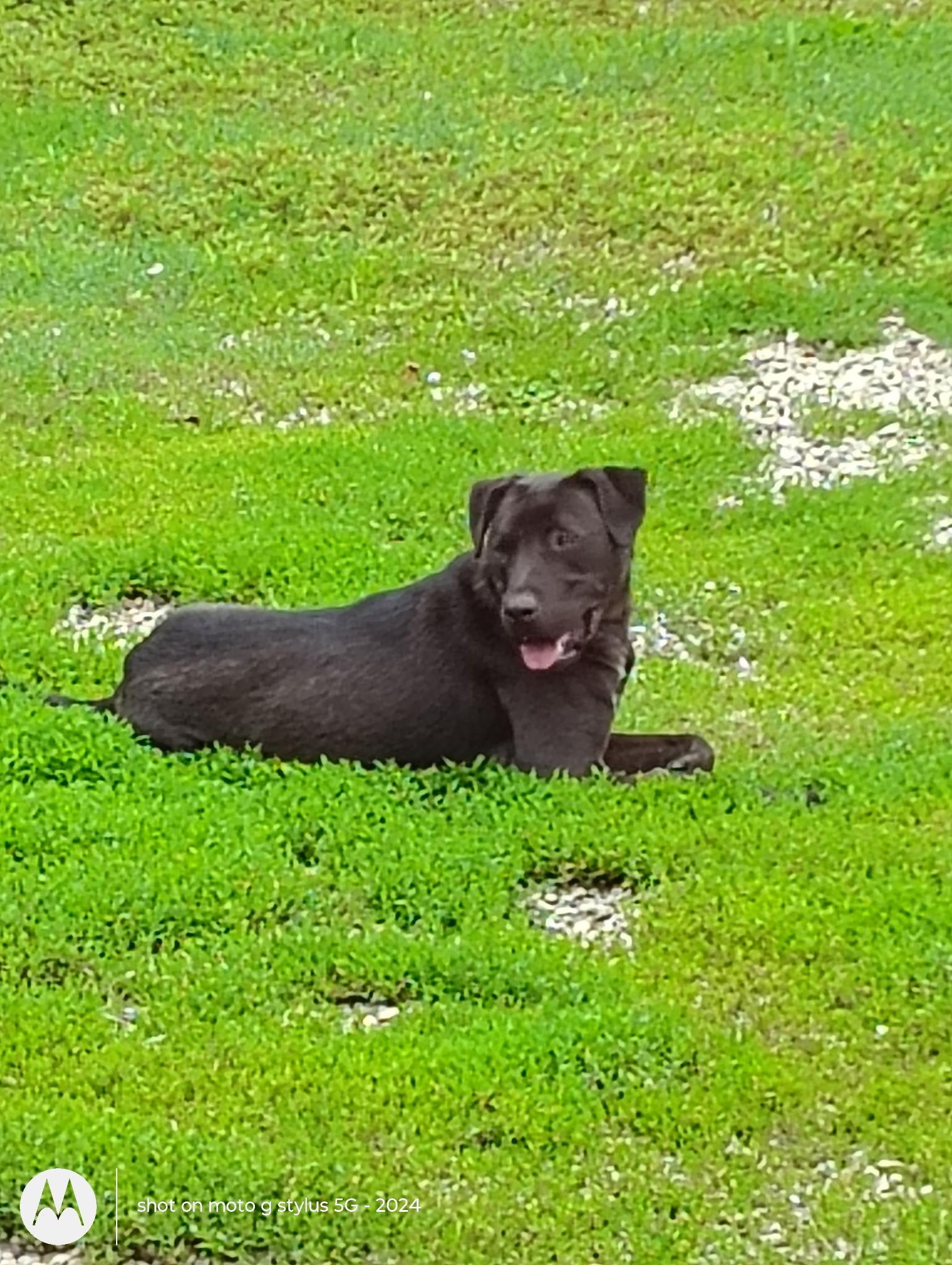 Prince, ADOPTABLE, Young Male Black Labrador Retriever.