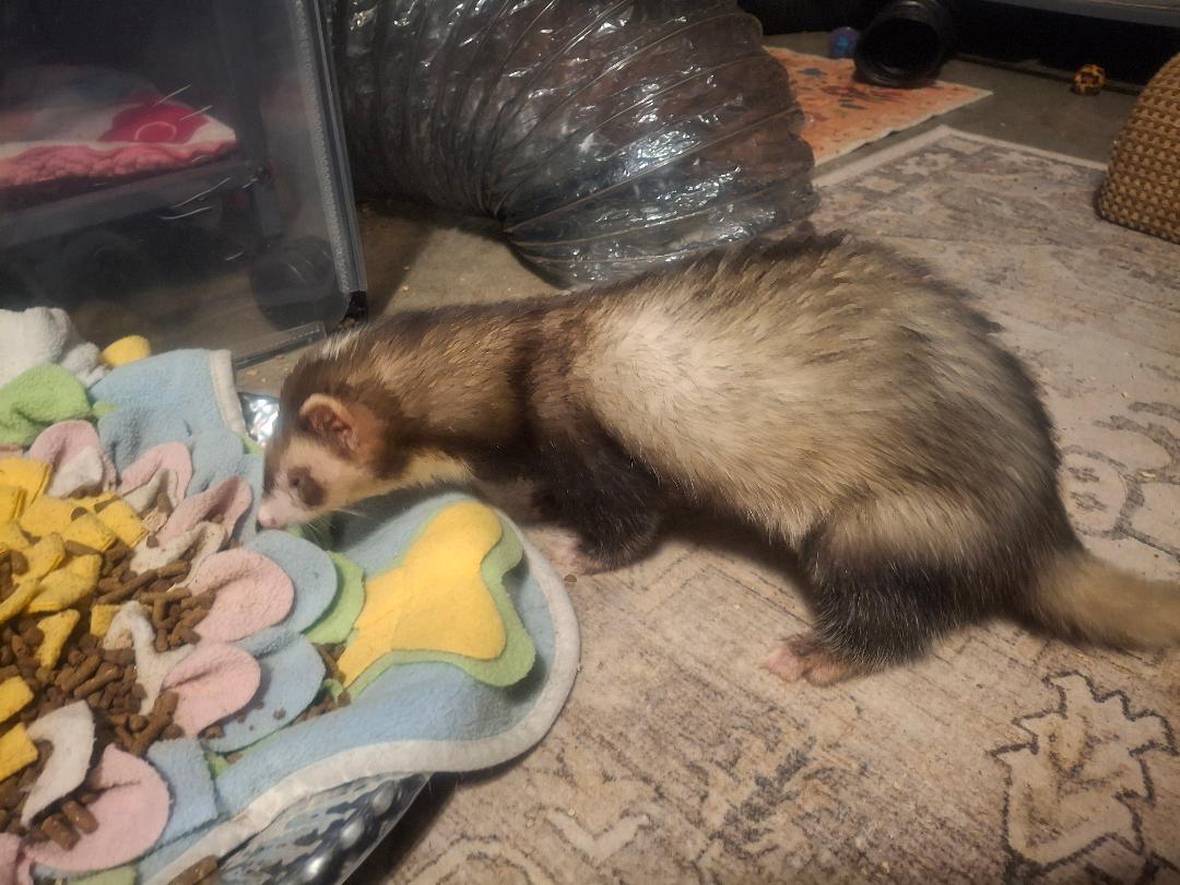Murdock, Adoptable, Senior Male Ferret.