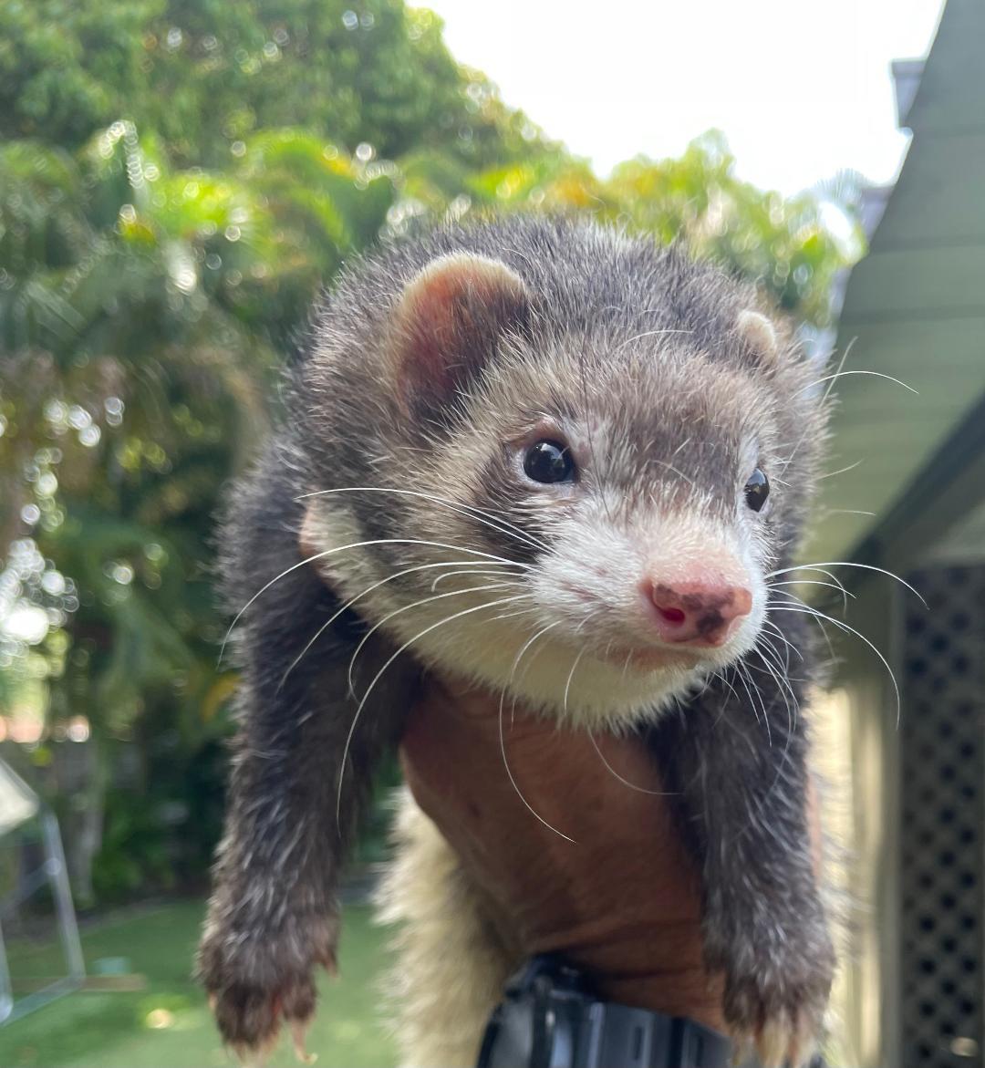Murdock, a Adoptable Ferret in Lake worth, FL image 2/2