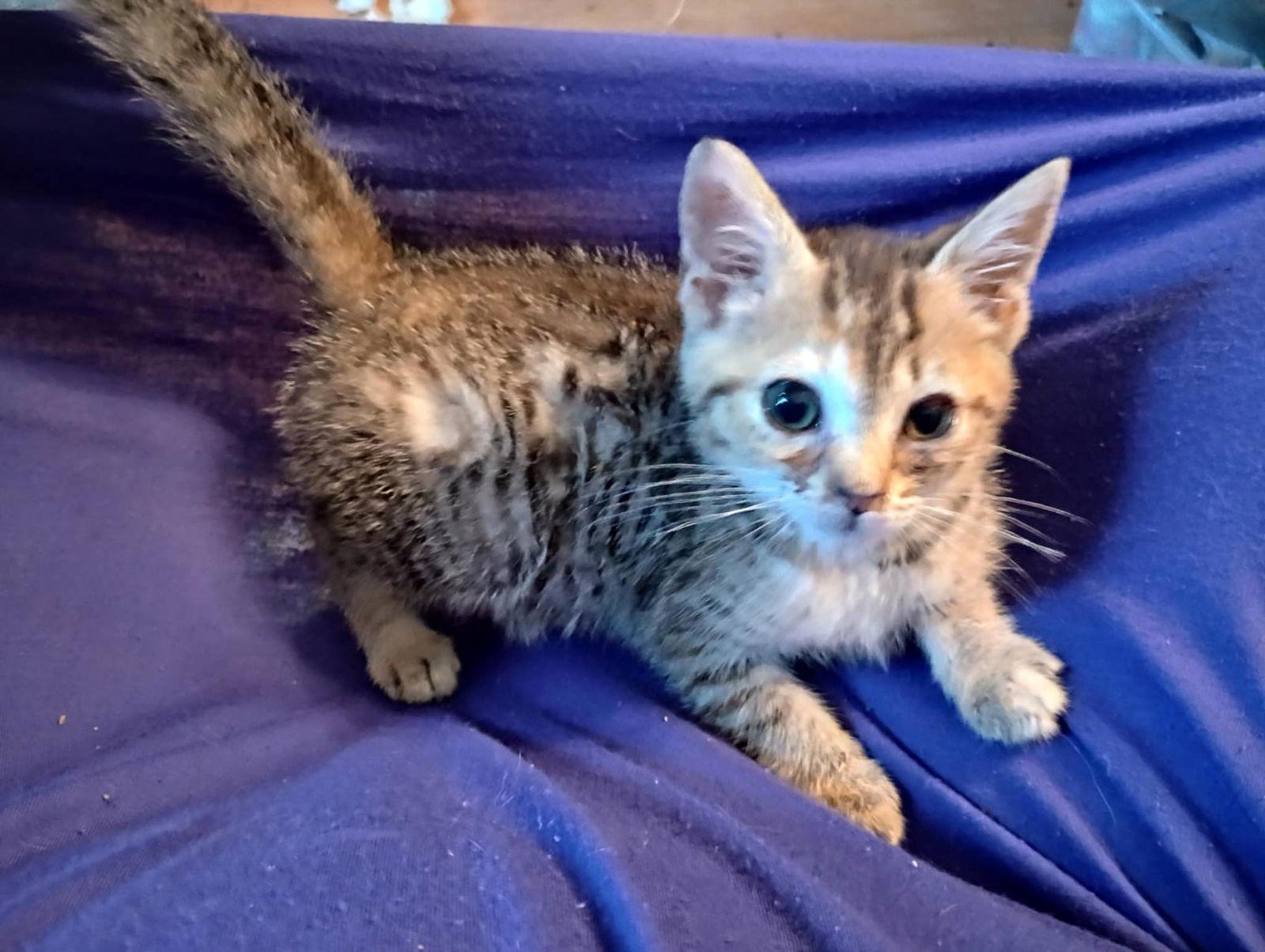 Rosie, Adoptable, Kitten Female Tabby & Dilute Calico.