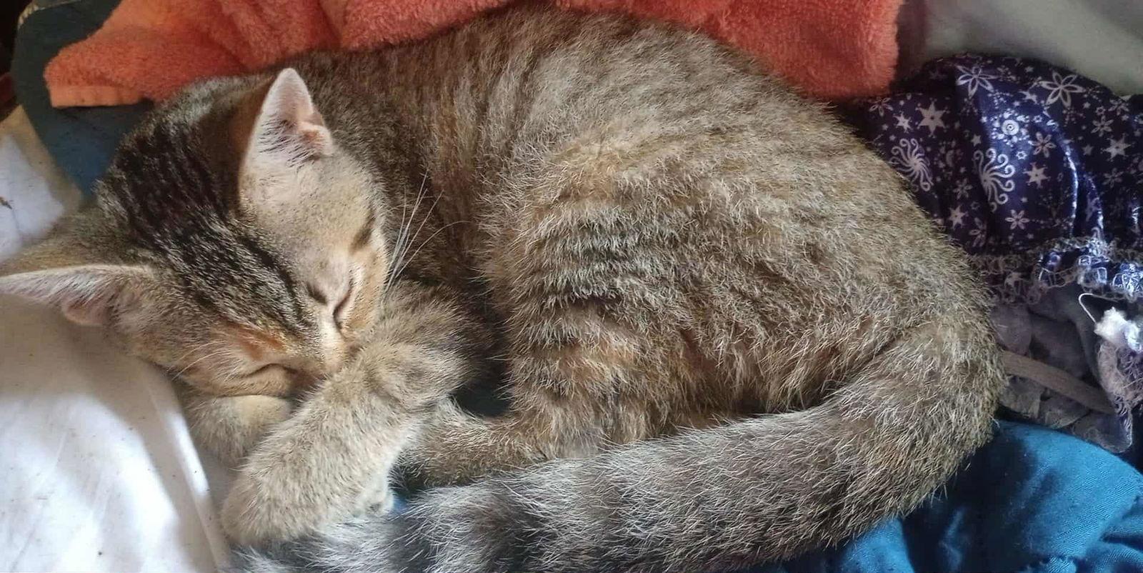 Rosie, a Adoptable mixed breed in Piedmont, MO image 2/3