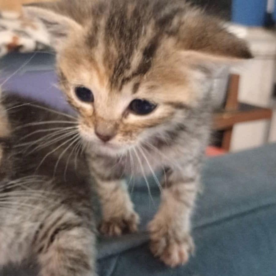 Rosie, a Adoptable mixed breed in Piedmont, MO image 3/3