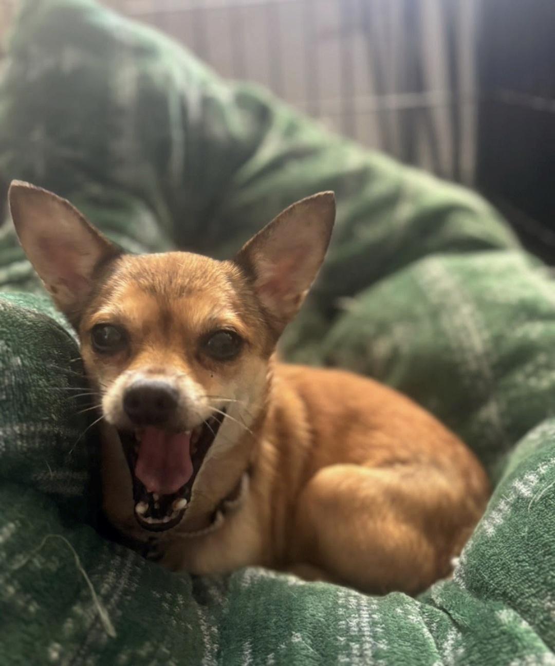 Gracie, Adopted, Adult Female Chihuahua.