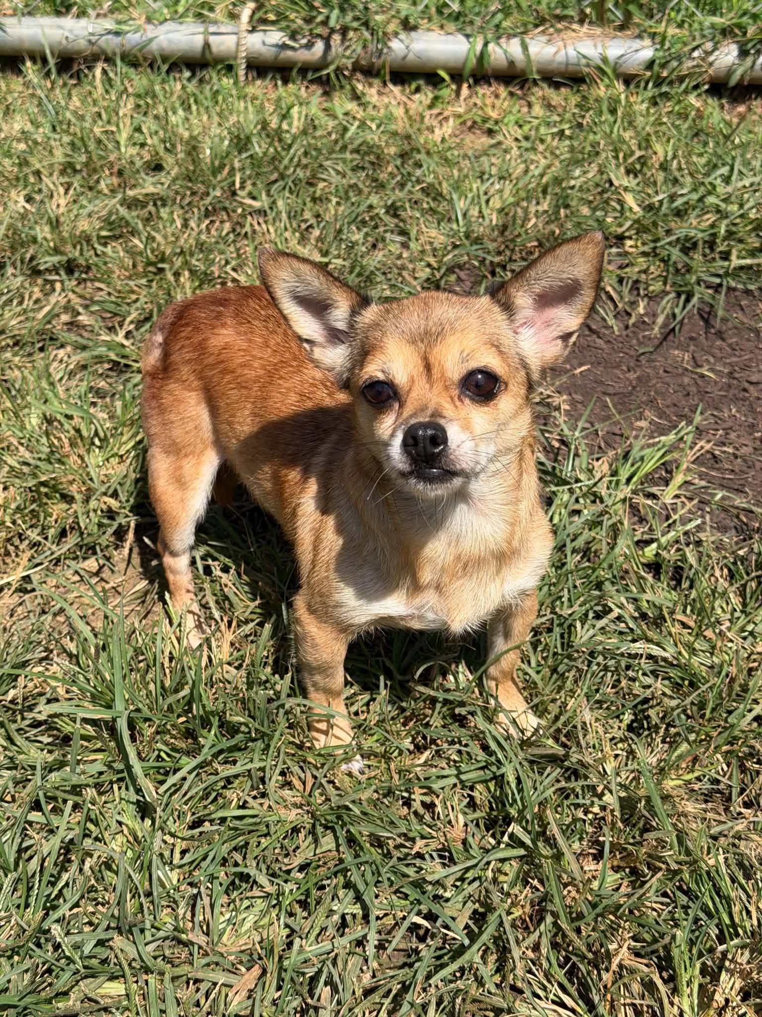 Enlarge Gracie, a Adopted mixed breed in Knoxville, TN image 4/6