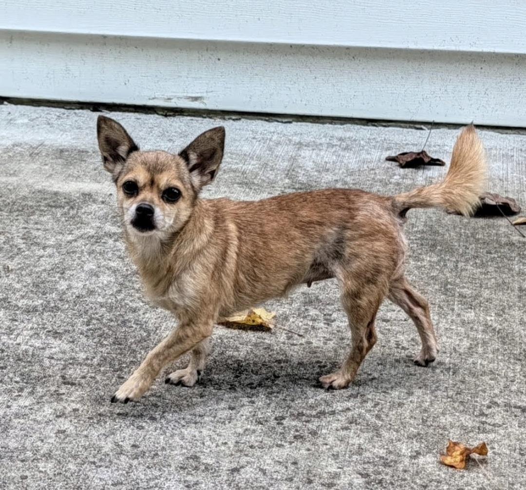 Enlarge Gracie, a Adopted mixed breed in Knoxville, TN image 5/6