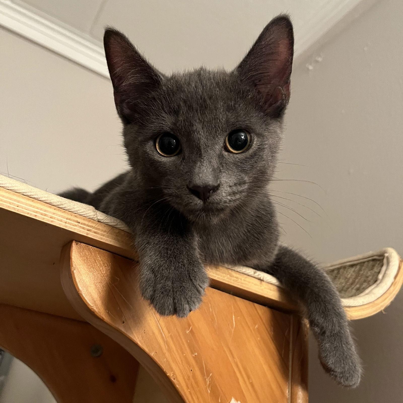 Mars, Adoptable, Kitten Male Domestic Short Hair.