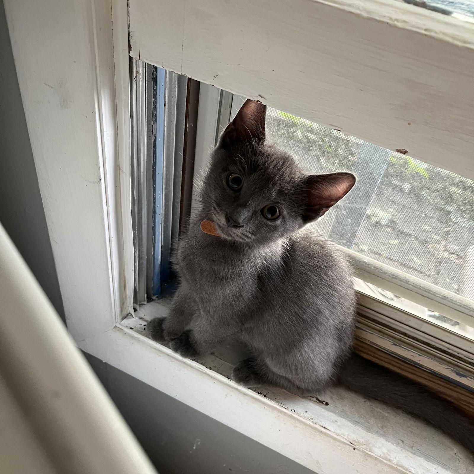 Enlarge Mars, a Adoptable Domestic Short Hair in Rochester, NY image 2/3