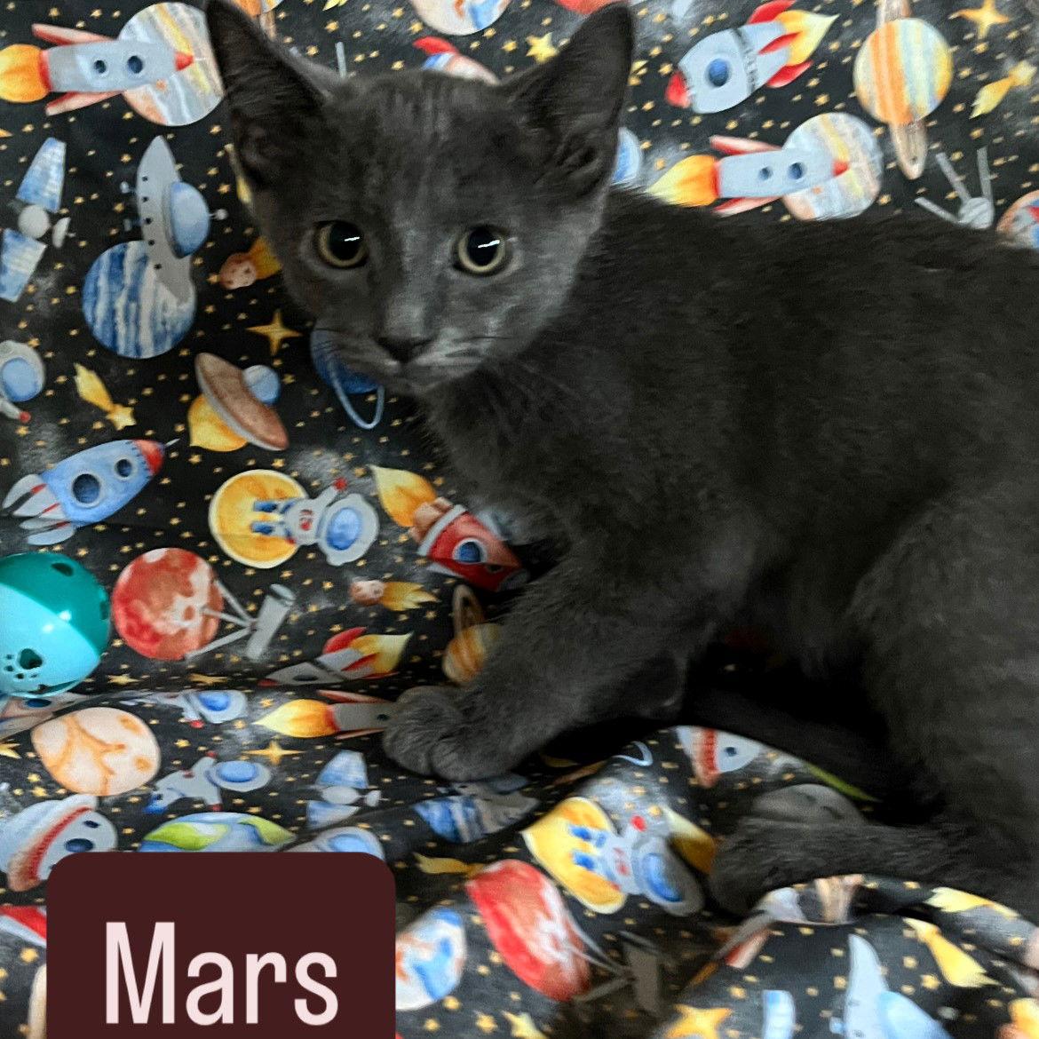 Enlarge Mars, a Adoptable Domestic Short Hair in Rochester, NY image 3/3