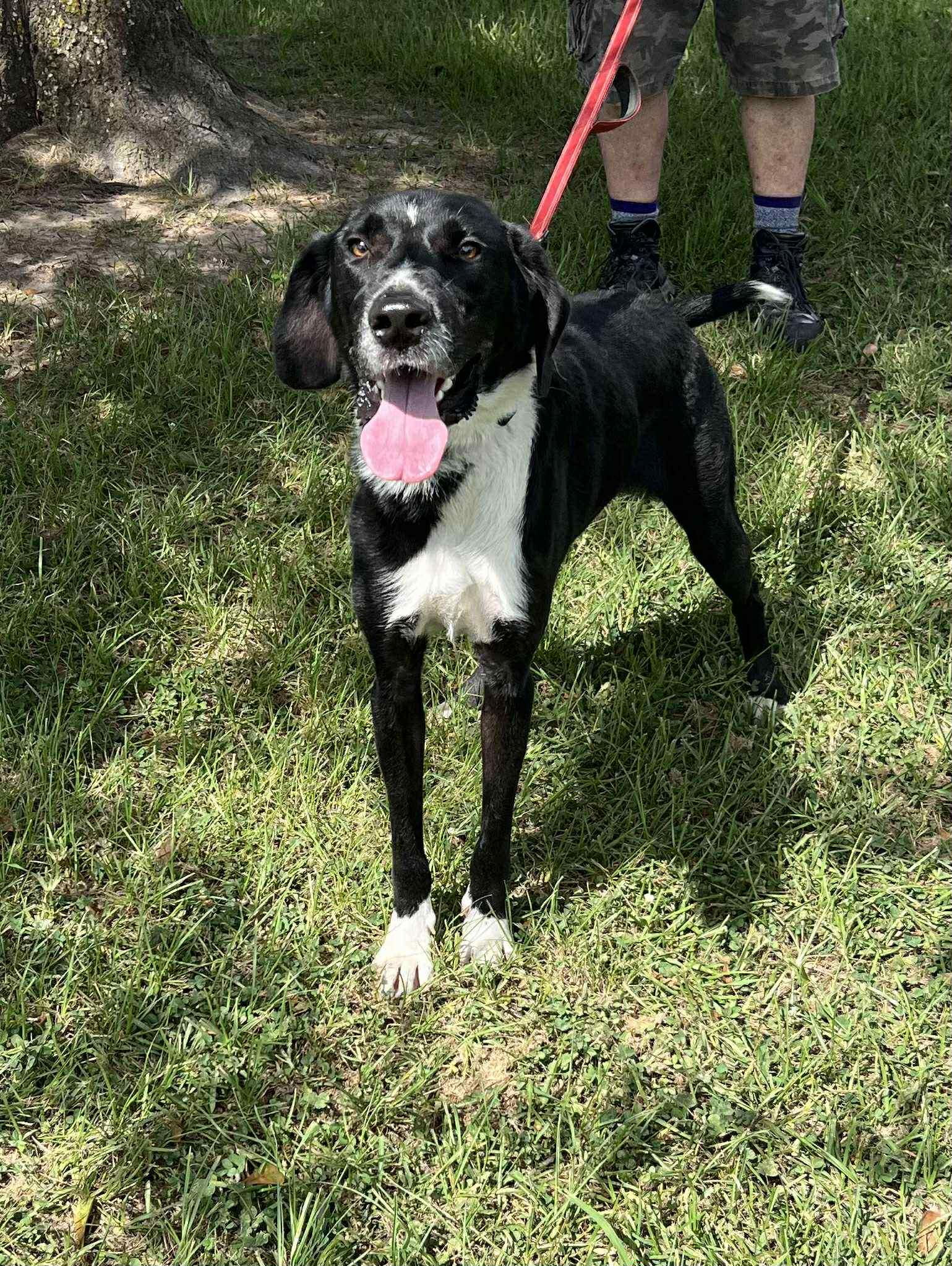 Willie, a Adoptable mixed breed in Geneseo , IL image 2/6