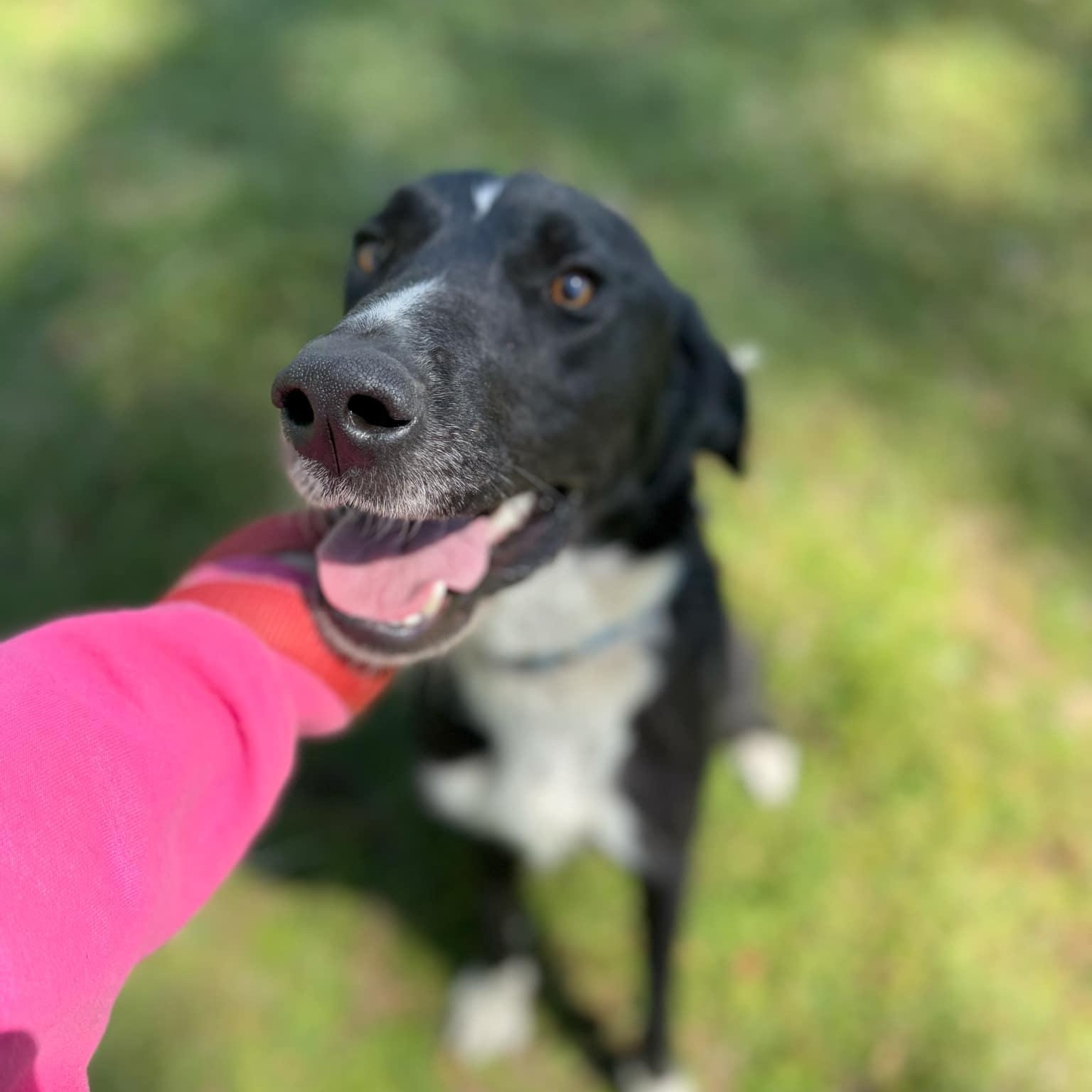 Willie, a Adoptable mixed breed in Geneseo , IL image 1/6