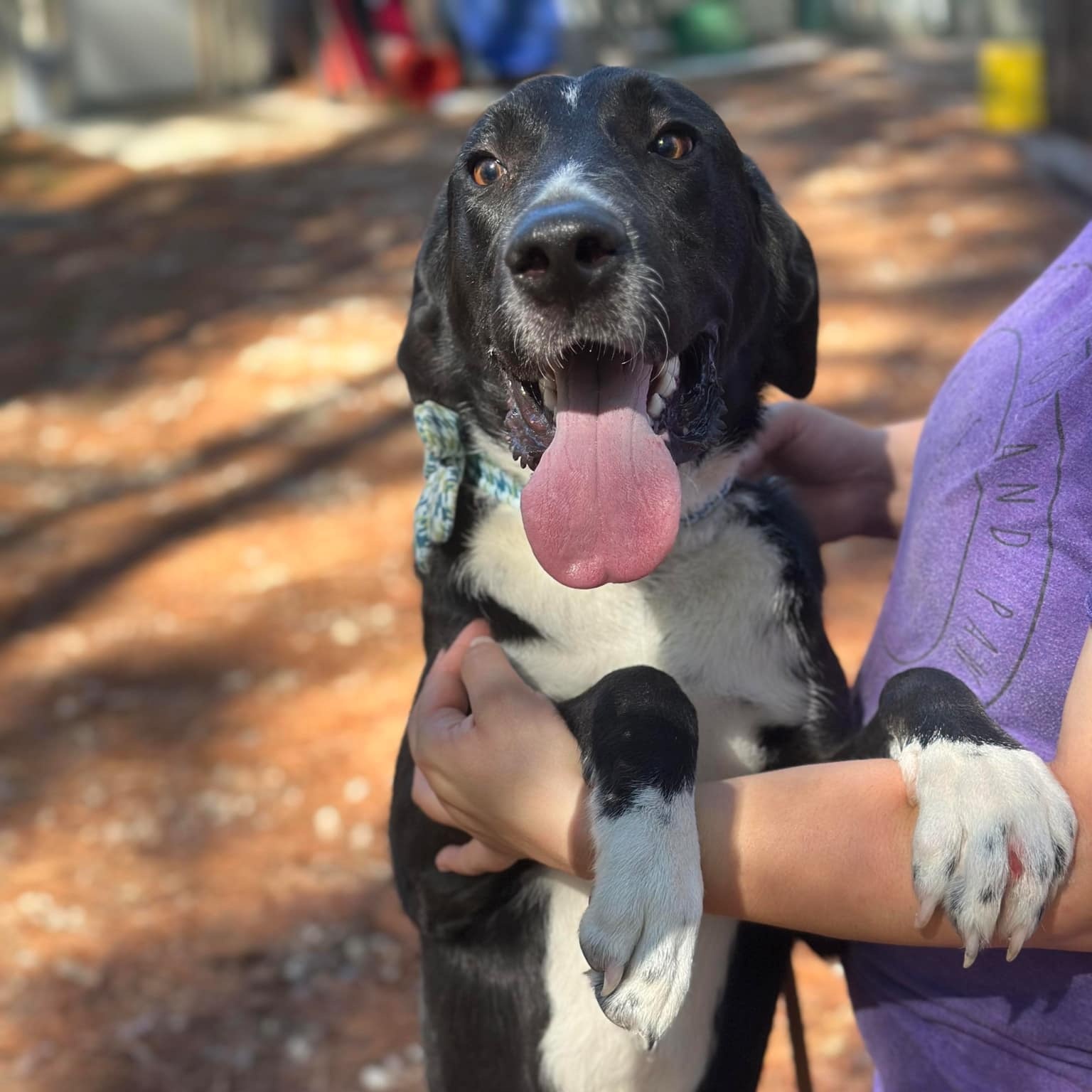 Willie, a Adoptable mixed breed in Geneseo , IL image 6/6