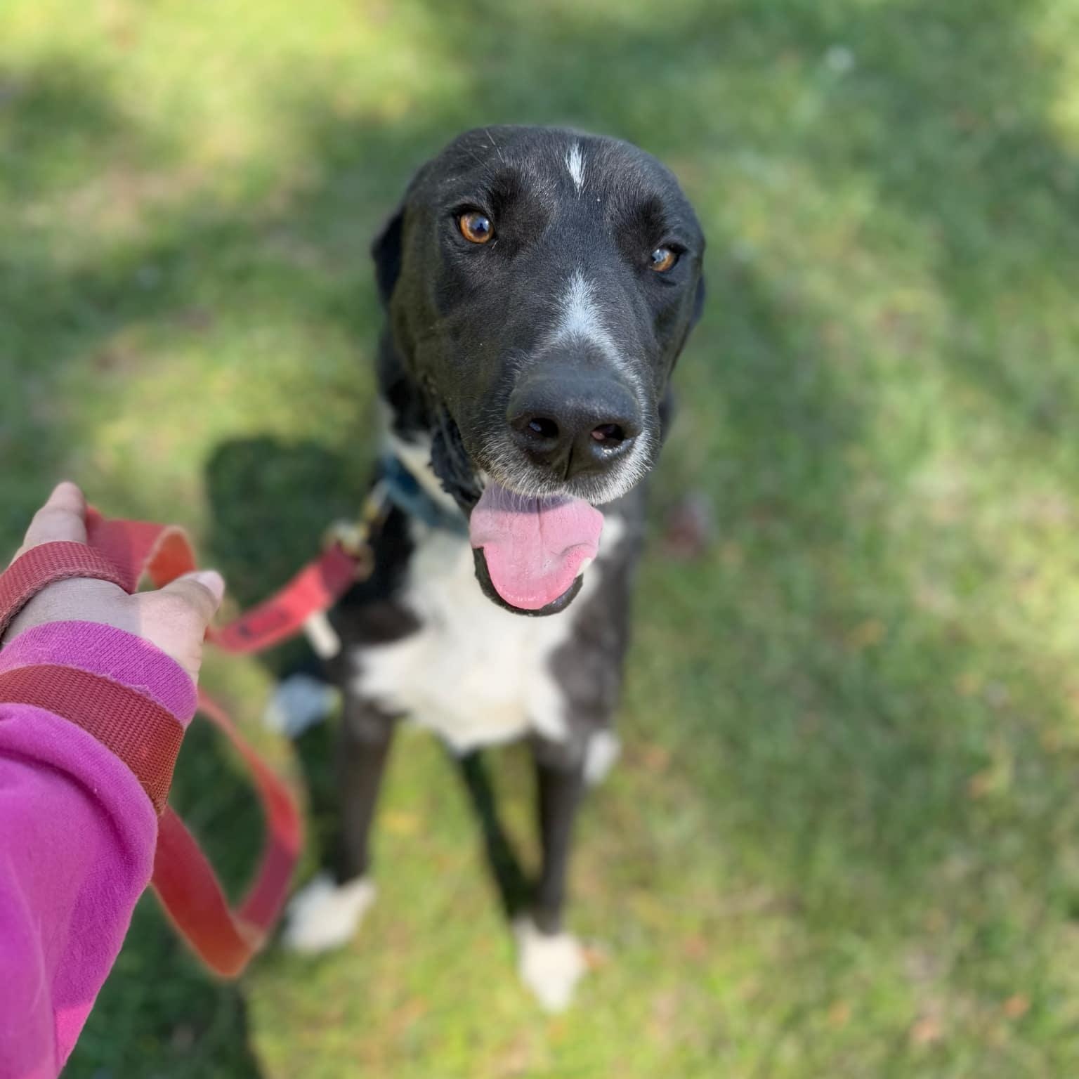 Willie, a Adoptable mixed breed in Geneseo , IL image 3/6