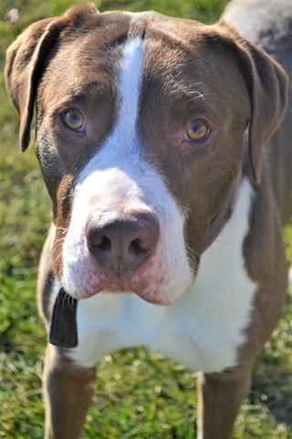 TITUS, Adoptable, Adult Male Pit Bull Terrier & Mixed Breed.