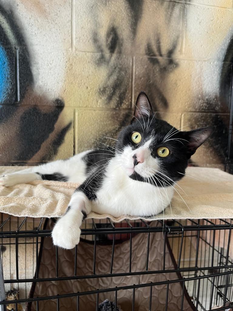 Enlarge Mesa, a Adoptable mixed breed in San Pedro, CA image 1/2
